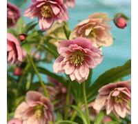 Plant Theory Harvington Double Pink Speckled Lenten Rose Hellebore Flowering Plants 2L Pot