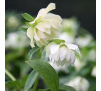 Plant Theory Harvington Double White Lenten Rose Hellebore Perennials Flowering Plants 2L Pot