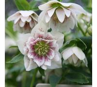 Plant Theory Harvington Double White Speckled Lenten Rose Hellebore Flowering Plants 2L Pot