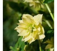 Plant Theory Harvington Double Yellow Lenten Rose Hellebore Perennial Flowering Plants 2L Pot in Green Plant Theory Green