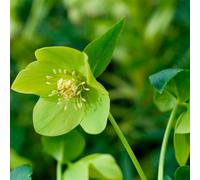 Plant Theory Harvington Lime Lenten Rose Hellebore Perennials Flowering Plants 2L Pot