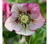 Plant Theory Harvington Picotee Lenten Rose Hellebore Perennials Flowering Plants 2L Pot in Green Plant Theory Green