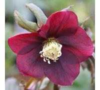 Plant Theory Harvington Red Lenten Rose Hellebore Perennials Flowering Plants 2L Pot
