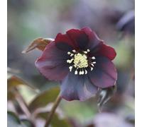 Plant Theory Harvington Shades Of The Night Lenten Rose Hellebore Perennials Flower Plants 2L in Green Plant Theory Green