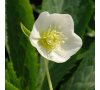 Plant Theory Harvington White Lenten Rose Hellebore Perennials Flowering Plants 2L Pot in Green Plant Theory Green