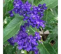 Plant Theory Heavenly Blue Bluebeard Shrub Plant Caryopteris X Clandonensis 2L Pot