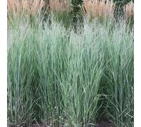 Plant Theory Heavy Metal Switch Grass Panicum Virgatum Outdoor Ornamental Plant 2L Pot