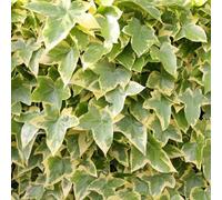 Plant Theory Hedera Helix Goldchild Evergreen Vine Climbing Plant 60Cm Cane 3L Pot
