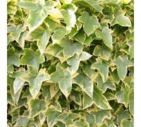 Plant Theory Hedera helix Goldchild Evergreen Vine Climbing Plant 60cm Cane 3L Pot in Green Plant Theory Green