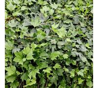 Plant Theory Hedera Helix Green Ripple Evergreen Vine Climbing Plant 60Cm Cane 3L Pot
