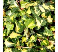 Plant Theory Hedera Helix Oro Di Bogliasco Evergreen Vine Climbing Plant 60Cm Cane 3L Pot