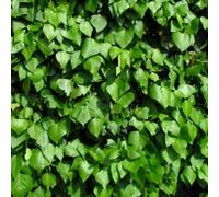 Plant Theory Hedera hibernica Irish Ivy Evergreen Vine Climbing Plant 1.7m Cane 3L Pot in Green Plant Theory Green