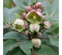 Plant Theory Hellebore Perennials Flowering Plants Helleborus X Sternii 2L Pot