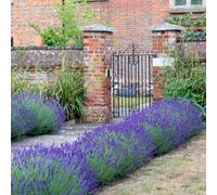Plant Theory Hidcote Lavender Outdoor Shrub Plant Lavandula Angustifolia 2L Pot