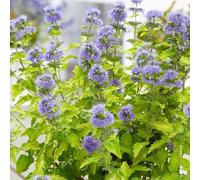 Plant Theory Hint Of Gold Bluebeard Shrub Plant Caryopteris x Clandonensis 2L Pot in Green Plant Theory Green