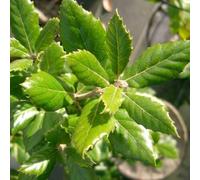 Plant Theory Holm Oak Tree Outdoor Quercus Ilex Outdoor Tree Outdoor 9L Pot 1.2m - 1.5m in Green Plant Theory Green