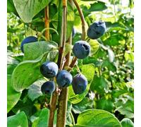 Plant Theory Honeysuckle Honeyberry Boreal Beauty Fruit Bush Lonicera Shrub Plant 3L Pot