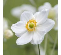 Plant Theory Honorine Jobert Japanese Anemone Perennials Flowering Plants 2L Pot