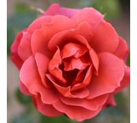 Plant Theory Hot Chocolate Rose Bush Red Flowering Roses Floribunda Rose 4L Pot Plant Theory Red