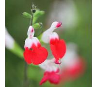 Plant Theory Hot Lips Salvia Sage Perennials Flowering Plants Salvia 2L Pot
