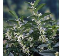 Plant Theory Humilis Sweet Box Outdoor Shrub Plant Sarcococca Hookeriana 2L Pot