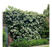Plant Theory Hydrangea Anomala Petiolaris White Flowering Vine Climbing Plant - 2L Pot