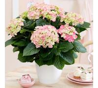 Plant Theory Hydrangea Macrophylla Early Rosa Hydrangea 40Cm Tall House Plant14Cm Pot