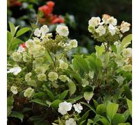 Plant Theory Hydrangea Seemannii Seemannii White Flowering Vine Climbing Plant - 3L Pot