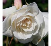 Plant Theory Iceberg Korbin Floribunda Rose Bush Slightly Fragrant Disease Resistant 4L Pot
