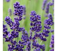 Plant Theory Imperial Gem Lavender Shrub Plant Lavandula Angustifolia 2L Pot