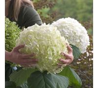 Plant Theory Incrediball Sevenbark Shrub Plant Hydrangea Arborescens 12L Pot 80cm - 100cm in Green Plant Theory Green