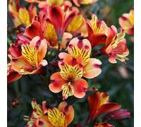 Plant Theory Indian Summer Peruvian Lily Perennials Flowering Plants Alstroemeria 2L Pot