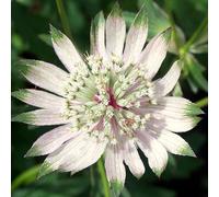 Plant Theory Involucrata Shaggy Masterwort Perennials Flowering Plants Astrantia Major 2L Pot in Green Plant Theory Green