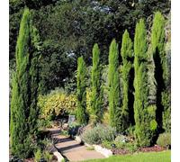 Plant Theory Italian Cypress Conifer Tree Cupressus Sempervirens Plant 4L pot 1.0 m- 1.2m in Green Plant Theory Green