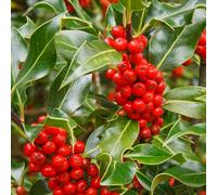 Plant Theory J.c. Van Tol English Holly Outdoor Shrub Plant Ilex Aquifolium 3L Pot