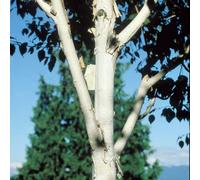 Plant Theory Jacquemontii Doorenbos Himalayan birch Tree Betula Utilis Bare Root 1.2m in Green Plant Theory Green