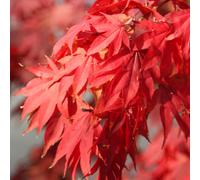 Plant Theory Japanese Maple Outdoor Shrub Plant Acer Palmatum Tree 12L Pot 1.0m in Green Plant Theory Green