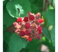 Plant Theory Japanese Wineberry Fruit Bush Rubus Fruiting Shrub Plant 3L Pot