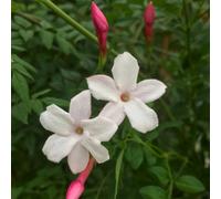 Plant Theory Jasminum Officinale Inverleith White Flowering Climbing Plant 60Cm Cane 3L Pot