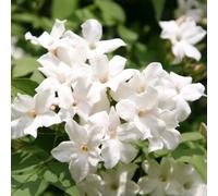 Plant Theory Jasminum officinale Jasmine White Flowering Vine Climbing Plant 60cm Cane 3L Pot Plant Theory White