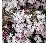 Plant Theory Jasminum Polyanthum Many Flowered Jasmine White Climbing Plant 60Cm Cane 3L Pot
