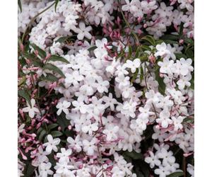 Plant Theory Jasminum Polyanthum Many Flowered Jasmine White Climbing Plant 60Cm Cane 3L Pot
