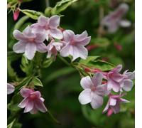 Plant Theory Jasminum X Stephanense Stephan Jasmine White Climbing Plant 60Cm Cane 3L Pot