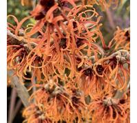 Plant Theory Jelena Witch Hazel Shrub Plant Hamamelis X Intermedia 3L Pot 30Cm - 40Cm