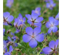 Plant Theory Johnson's Blue Cranesbill Perennials Flowering Plants Geranium Johnsonii 2L Pot