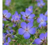 Plant Theory Johnson'S Blue Cranesbill Perennials Flowering Plants Geranium Johnsonii 2L Pot in Green Plant Theory Green