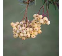 Plant Theory Joseph Rock Mountain Ash Rowan Tree Ornamental Sorbus 12L Pot 1.5M - 1.8M