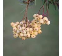 Plant Theory Joseph Rock Mountain Ash Whitebeam Tree Ornamental Sorbus 9L Pot 1.2m - 1.5m in Green Plant Theory Green