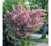 Plant Theory Kanzan Flowering Cherry Blossom Tree Ornamental Prunus 9L Pot 1.2m - 1.5m in Green Plant Theory Green
