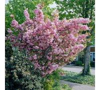 Plant Theory Kanzan Flowering Cherry Blossom Tree Outdoor Ornamental Prunus Bare Root 1.2M